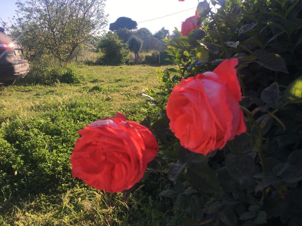 Quinta Das Teimosas By Stay In Alentejo Cercal do Alentejo Экстерьер фото
